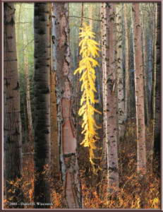 Oct8_1_2_3_OurYard_LarchTree_TMTCRC